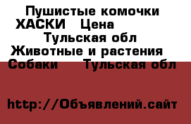 Пушистые комочки ХАСКИ › Цена ­ 12 000 - Тульская обл. Животные и растения » Собаки   . Тульская обл.